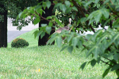 Wild Turkey in Woodlawn Cemetery, August 2008