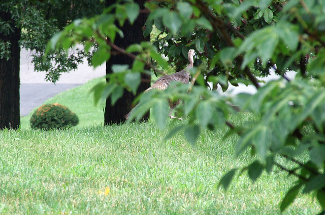 Wild Turkey in Woodlawn Cemetery, August 2008