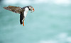 Puffin - inbound with sand eels.