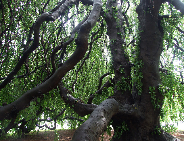 Detail of a Tree in Woodlawn Cemetery, August 2008