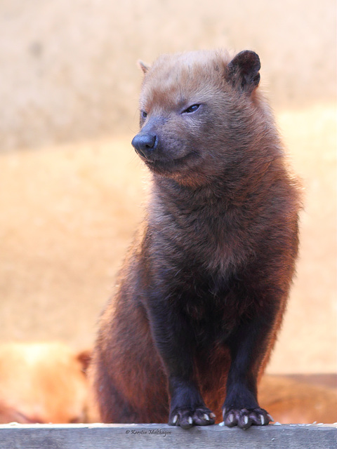 Waldhund (Wilhelma)