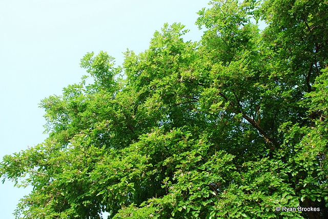 20080419-0464 Pongamia pinnata (L.) Pierre