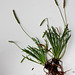 Plantago coronopus-007