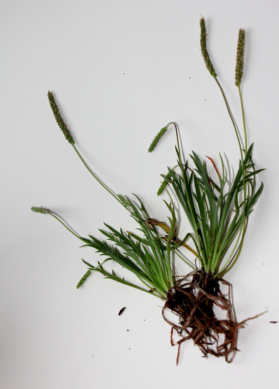 Plantago coronopus-007