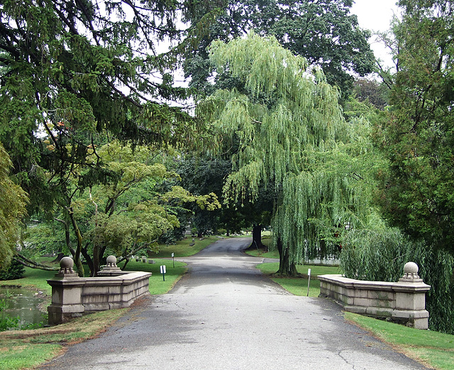 Bridge and Trees in Woodlawn Cemetery, August 2008