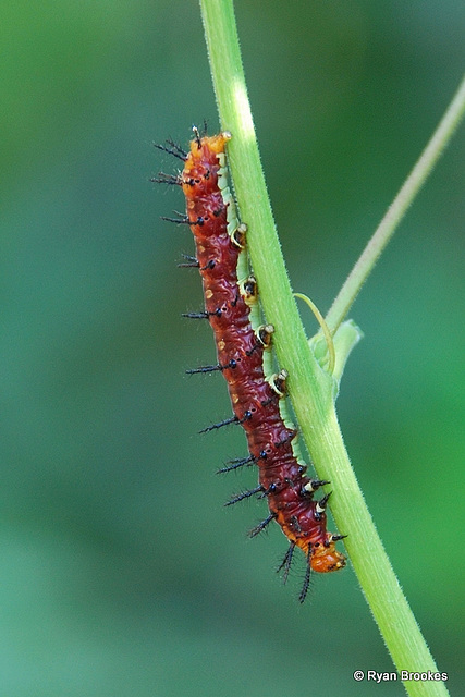 20080420-0023 Tawny Coster, larva