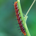 20080420-0023 Tawny Coster, larva