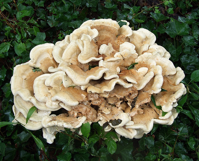 Wild Fungus in Woodlawn Cemetery, August 2008