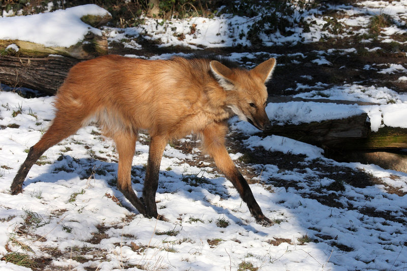 Mähnenwolf (Wilhelma)