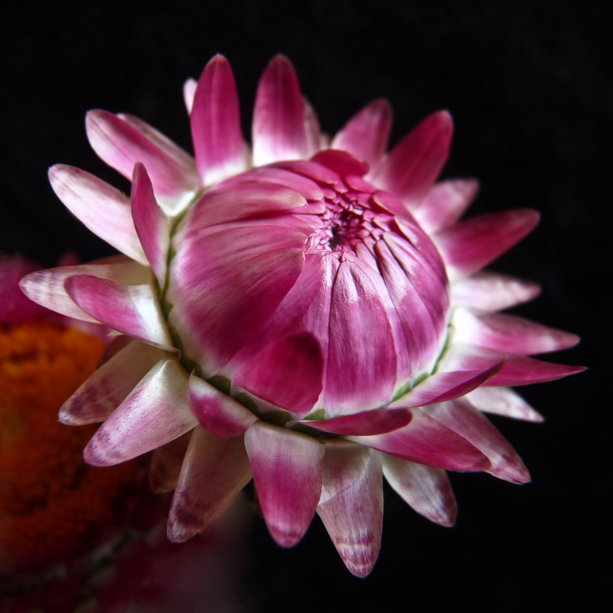 Strawflower