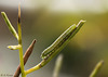 Patio Life: Orange-tip Butterfly Caterpillar