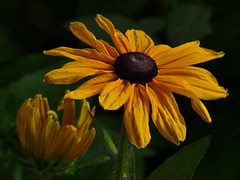 Rudbeckia