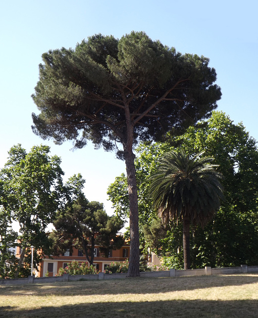 Umbrella Pine Tree on the Janiculum Hill in Rome, June 2012