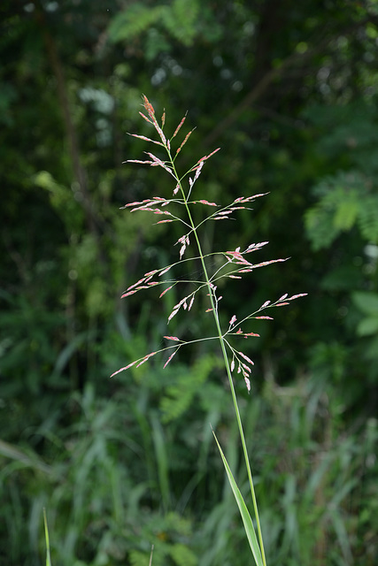 The red, red grass of home