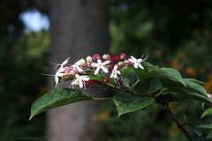 Blüten des Losstrauchs (Wilhelma)