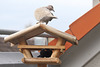 Taube auf dem Dach
