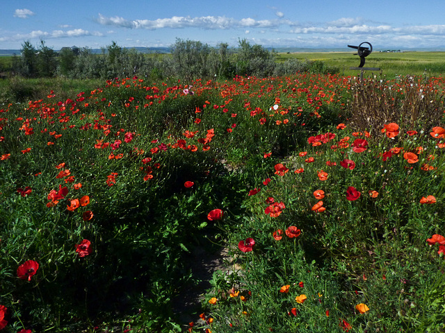 Jim Coutts' Poppy garden