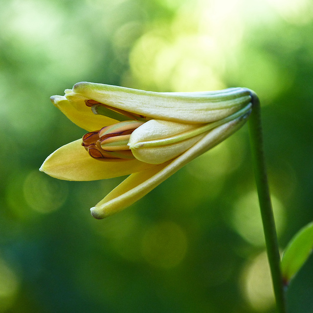 Lily bokeh