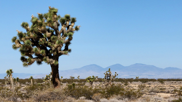 Joshua Tree