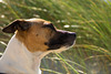 Jack Russell Terrier Rico DSC01980