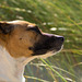 Jack Russell Terrier Rico DSC01980