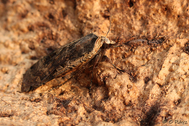 Large Yellow Underwing