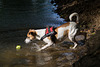 Jack Russell Terrier Rico DSC02324.jpg
