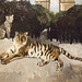 Detail of Tiger and Arc de Triomphe by Christopher Wood in the Phillips Collection, January 2011