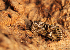 Toadflax Brocade