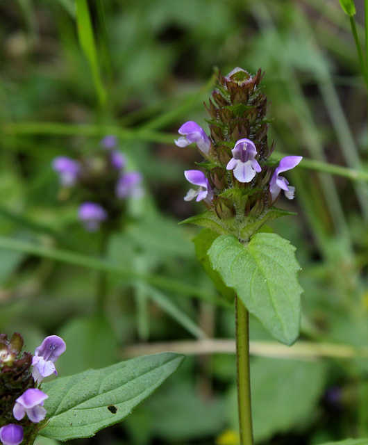 Prunella vulgaris, forme claire bicolore-003