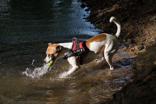 Jack Russell Terrier Rico DSC02326.jpg