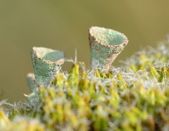 Lichen, Cladonia pyxidata