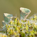Lichen, Cladonia pyxidata