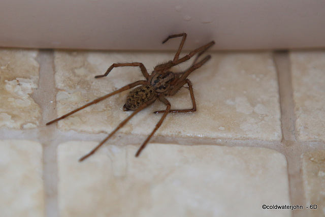When you are married to an arachnophile, you are not allowed to complain when you have company in the shower, but I am looking forward to the first female guest who spots one lurking under the soapdis