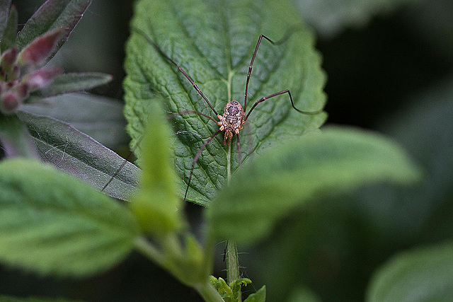 20110522 3828[D~LIP] Weberknecht (Phalangium opilio), UWZ, Bad Salzuflen