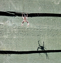 Spider and Shadow
