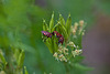 20110522 3868RMw [D~LIP] Streifenwanze, UWZ, Bad Salzuflen