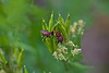 20110522 3869RMw [D~LIP] Streifenwanze, UWZ, Bad Salzuflen