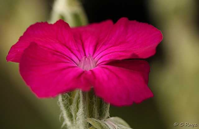 Patio Life: Pink Campion