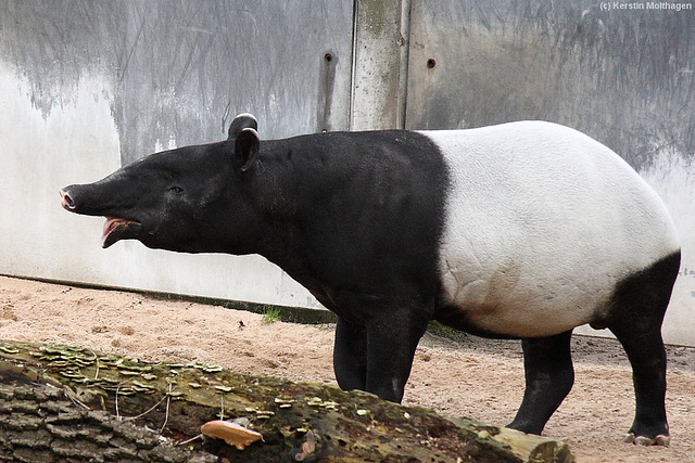 Tapir (Wilhelma)
