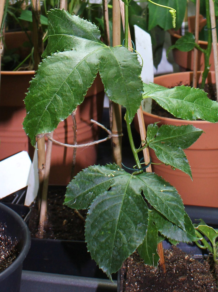 Passiflora 'Byron Beauty ' (2)