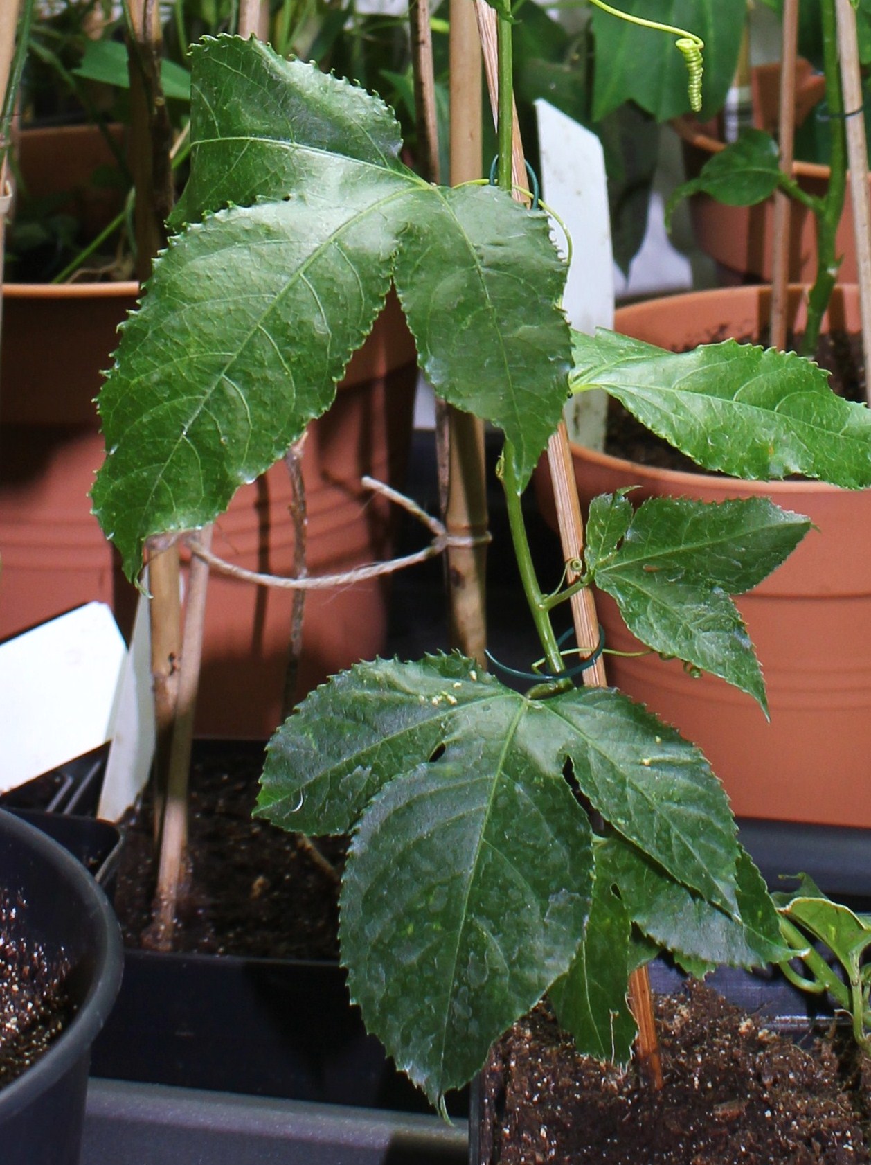 Passiflora 'Byron Beauty ' (2)