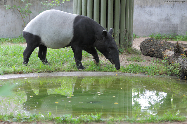 Tapirmann Thai (Wilhelma)