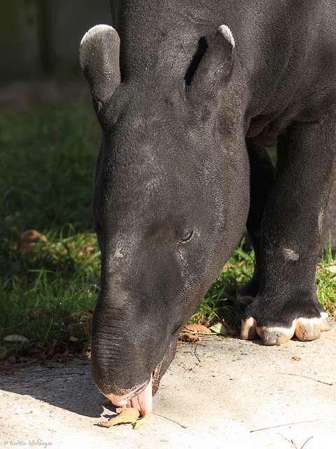 Tapirmann Thai (Wilhelma)