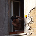 Man in a Window in the Building Facing the Piazza della Scala in Trastevere, June 2012