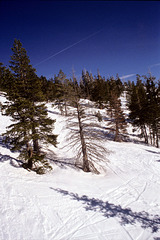 07-forest_view_adj 07-forest_view_adj