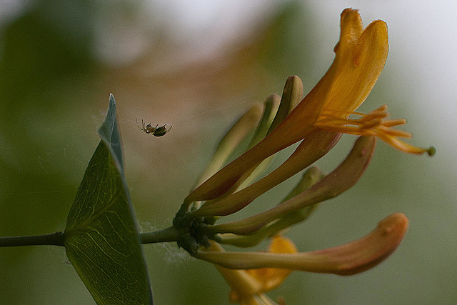 20110522 3910RMw [D~LIP] Blume, Spinne, UWZ, Bad Salzuflen