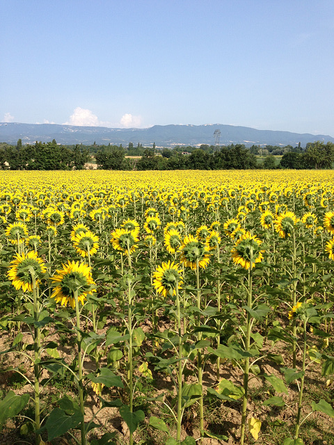 SunFlowers