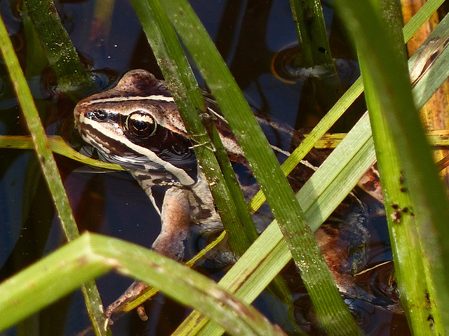 Wood Frog