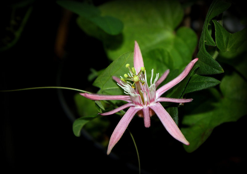 Passiflora sanguinolenta